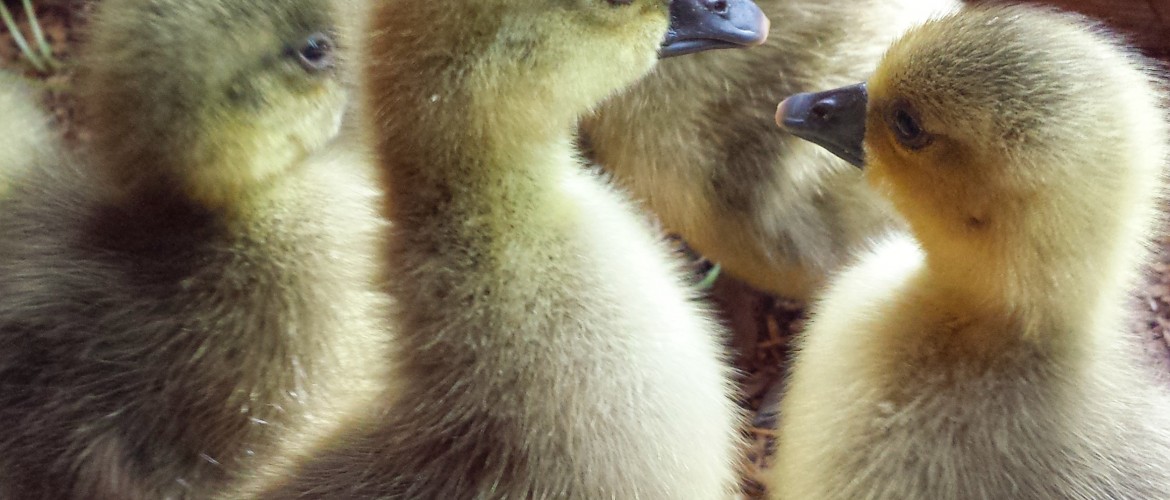 Toulouse Goslings