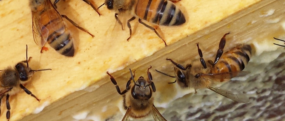 Italian Honey Bees