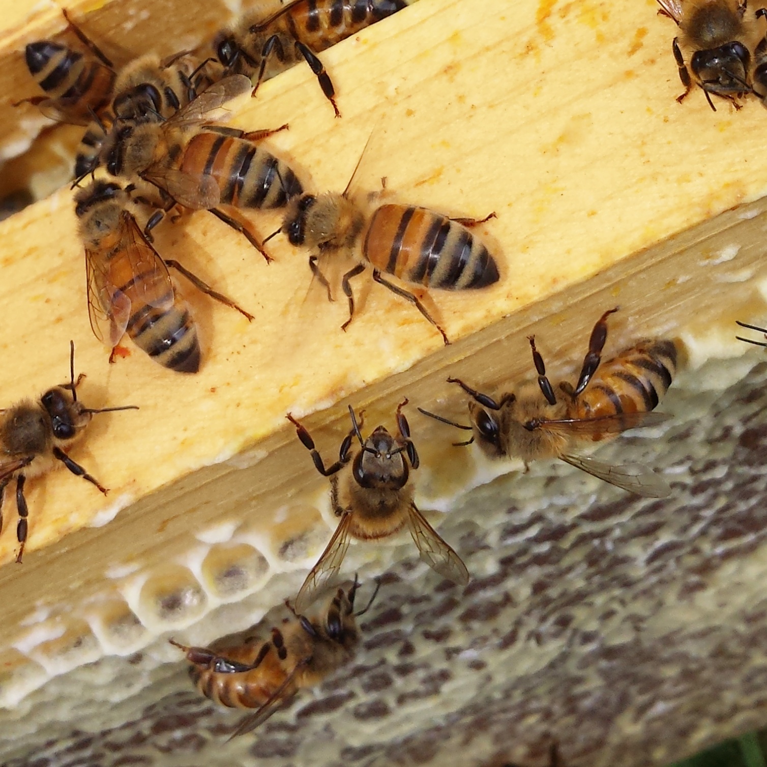 28 Fresh Italian Honeybee Specimens – Real, Preserved Bees For Display, Study, Or Art