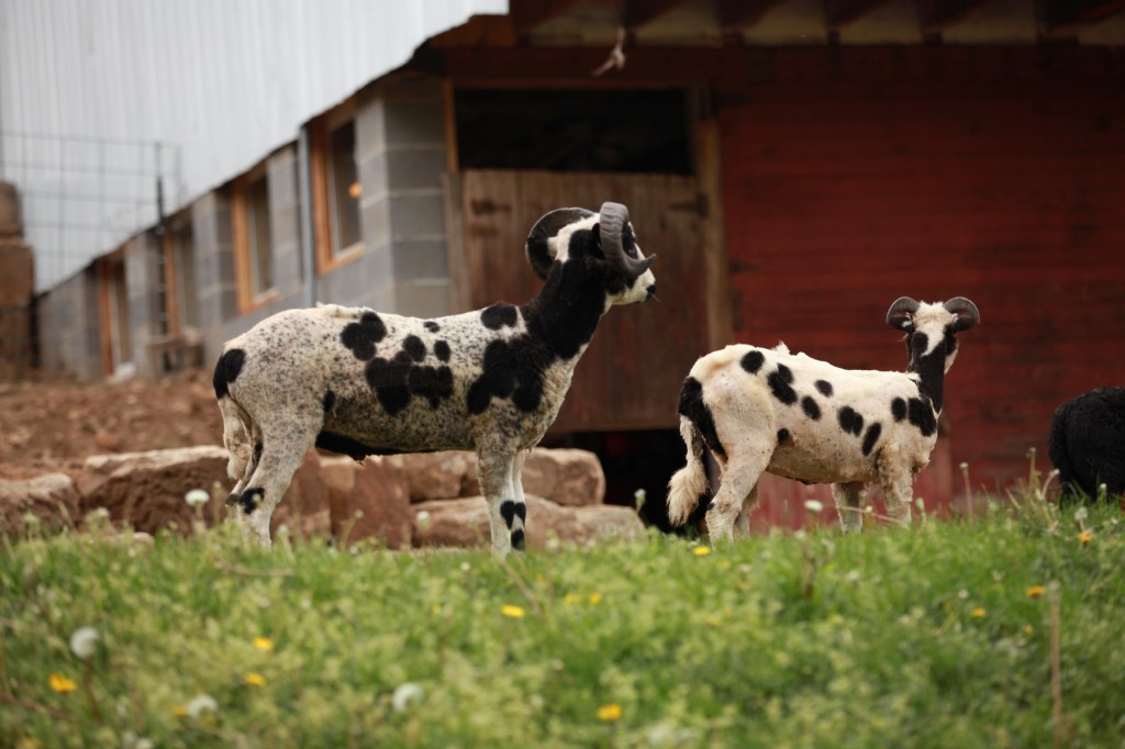 Aries and Libby by the Barn