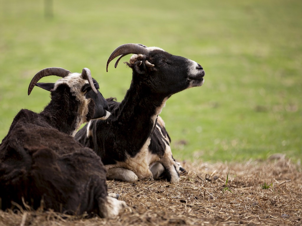 Heritage Jacob Sheep