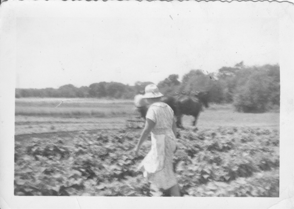 Grandma Working the Fields with Horses