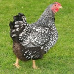 Silver Laced Wyandotte Hen