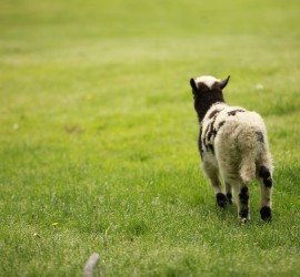 Jacob Lamb Playing in Pasture