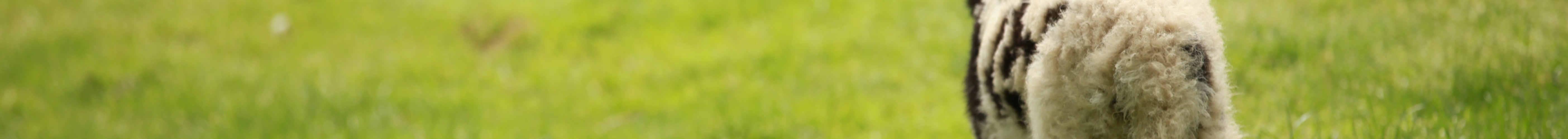 Jacob Lamb Playing in Pasture