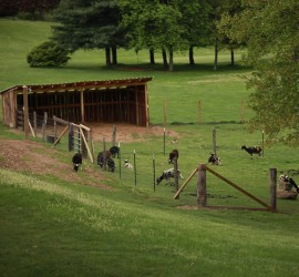 Pasture for Jacob Sheep