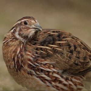 Coturnix Hen