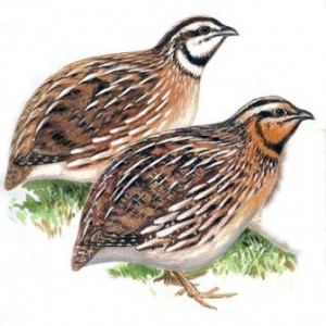 Coturnix Quail