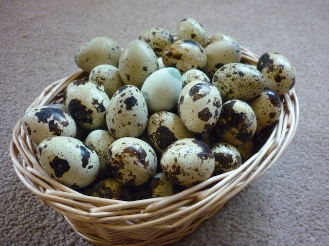 Quail Egg Basket