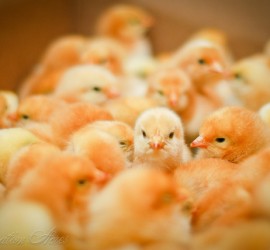 Freedom Ranger Chicks