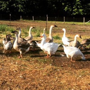Our Geese