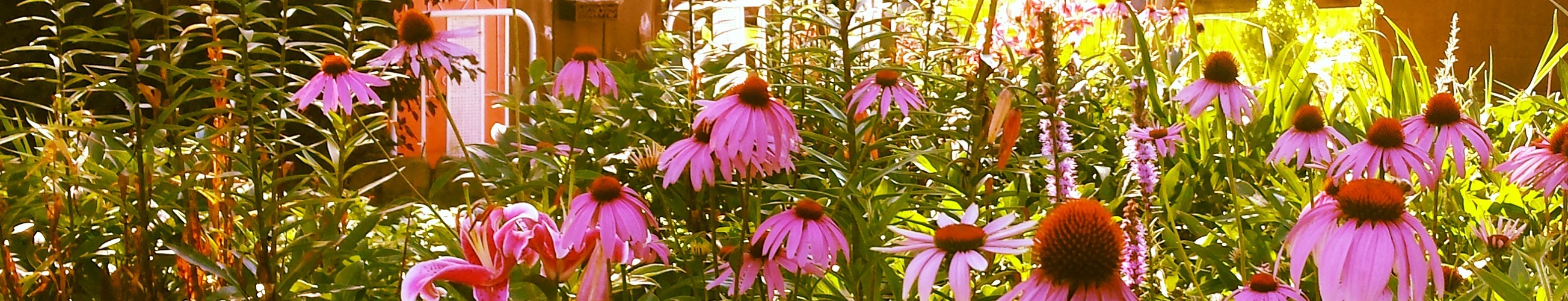 Summer Flower Garden