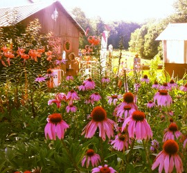 Summer Flower Garden