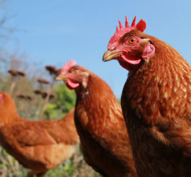 Ranger Meat Chickens